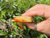 Beech Wood & Hot Honey Cheese S'mores